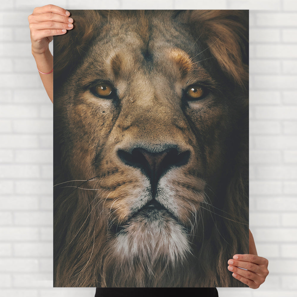 Lion Close-Up Poster