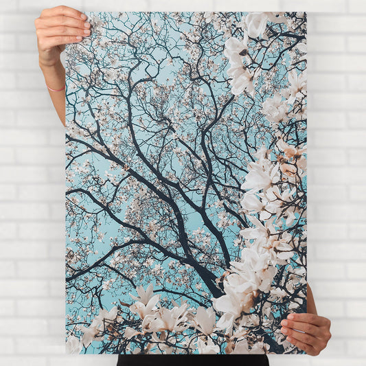 Cherry Blossoms Poster