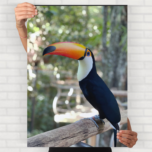 Toco Toucan Poster