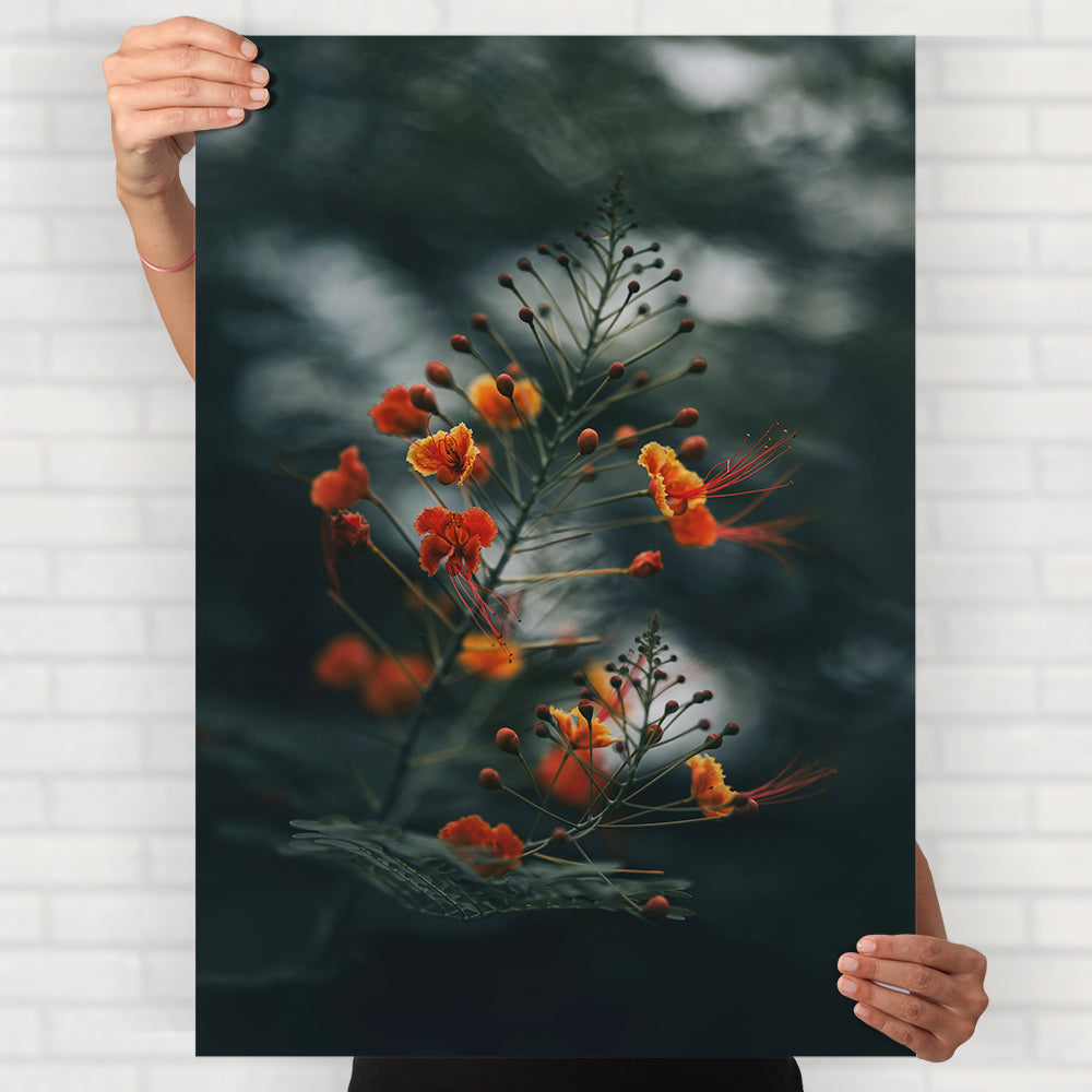 Peacock Flower Poster